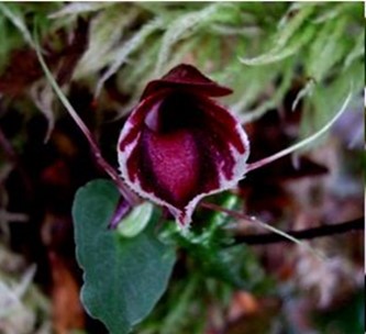 Corybas holttumii